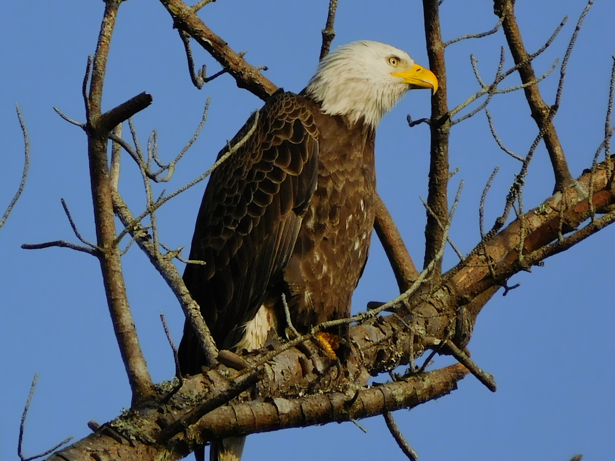 Profile of Bald Eagle perched overhear on a tree limb.