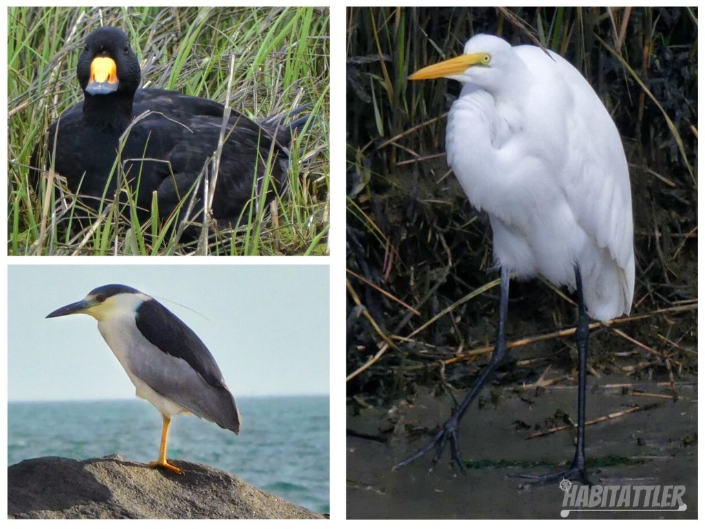 collage of birds seen on the cruise: black scoter, black crowned night heron, great egret