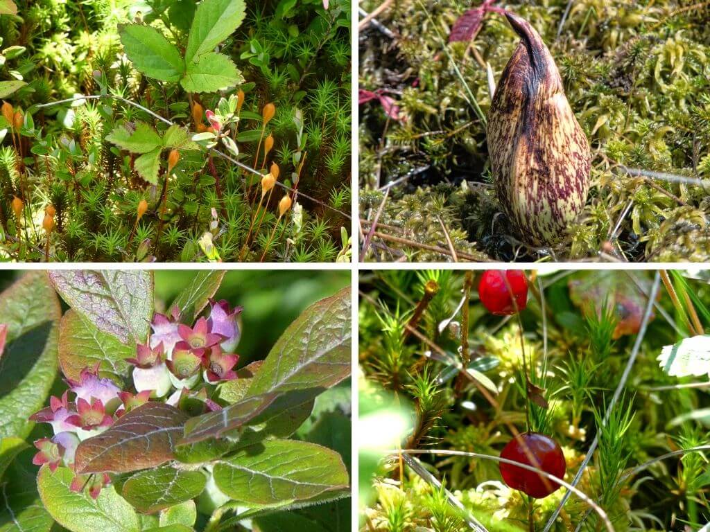 montage of various small plants at Cranesville. Mosses, skunk cabbage, blueberries and cranberries.