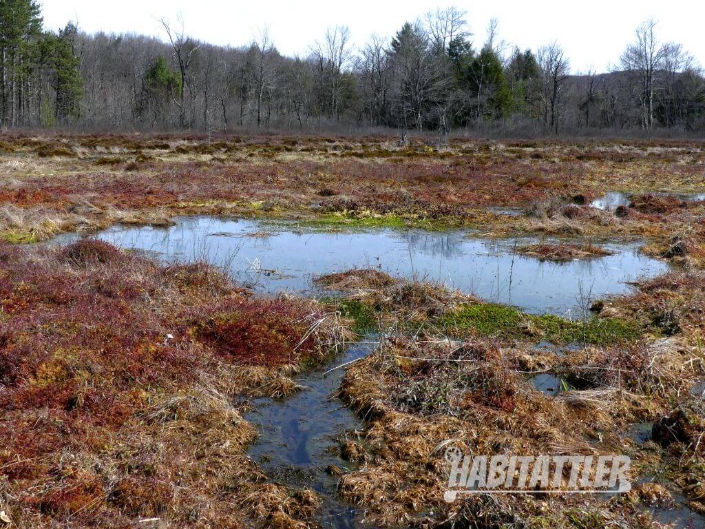 Cranesville early spring. Sphagnum dominates just before the explosion of greenery.