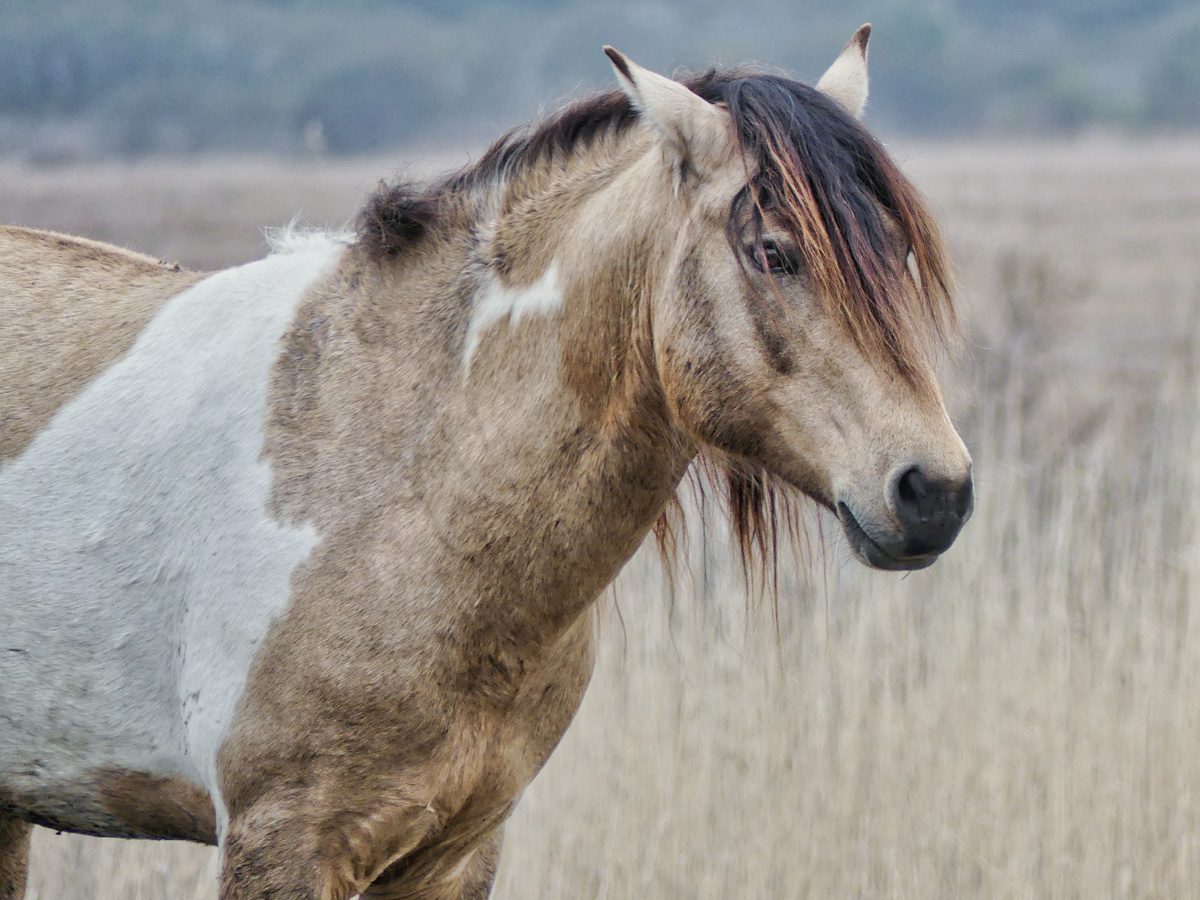 favpony_closeup_liminar_habitattler_P1230407