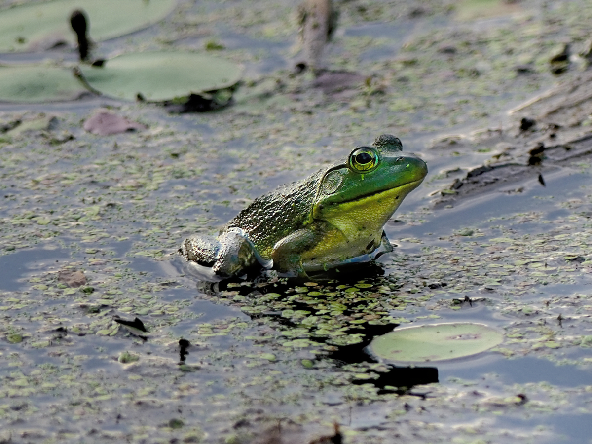 3/4 profile view of Eastern American toad at rest in the marsh among lily pads and duckweed.