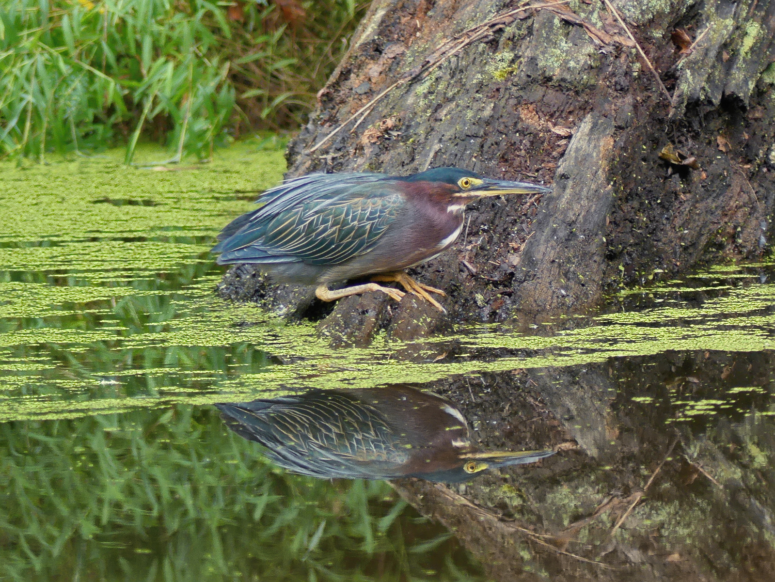 Green Heron resting in a crouched position with legs folded beneath itself on a felled tree protruding from the C and O canal.. Its reflection can be clearly seen in the water through the gap in the duckweed.