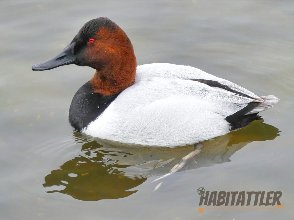 Canvasback duck from Oakley street wall. Cambridge Maryland. Birds, Birding.