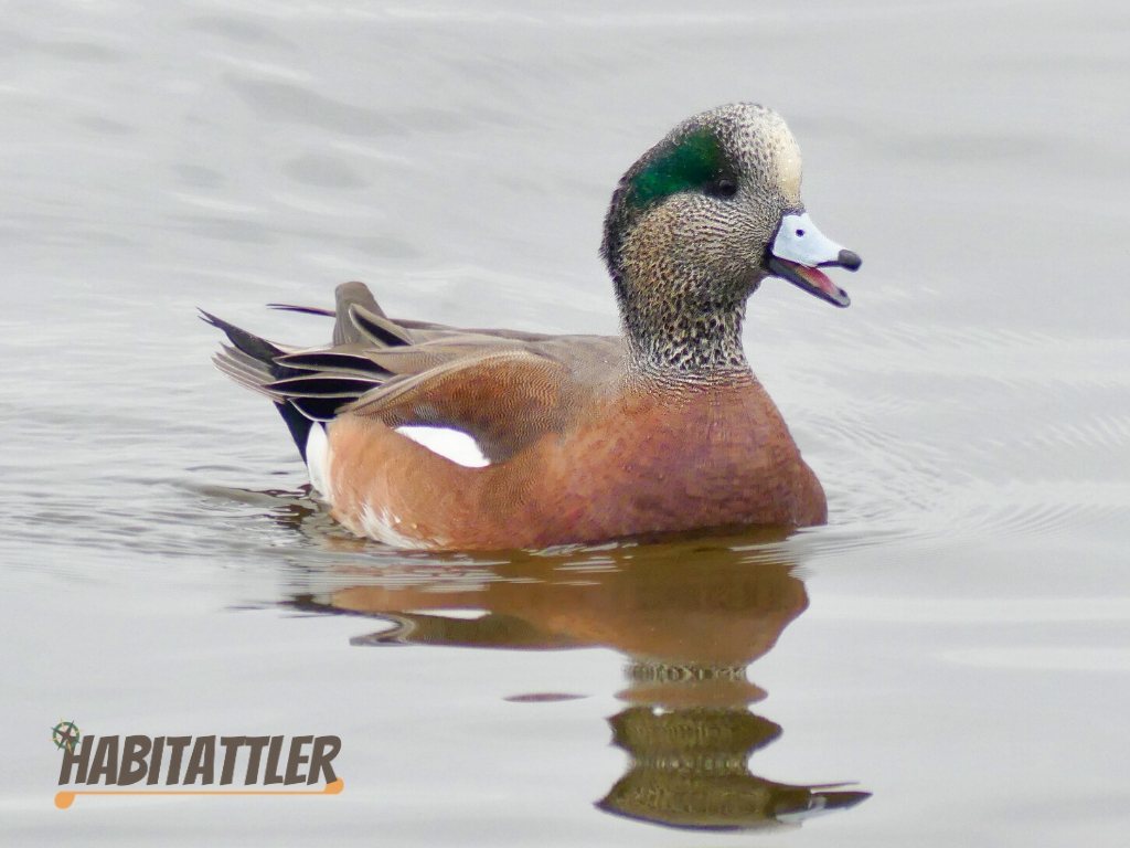 American Wigeon duck from Oakley street wall. Cambridge, Maryland.