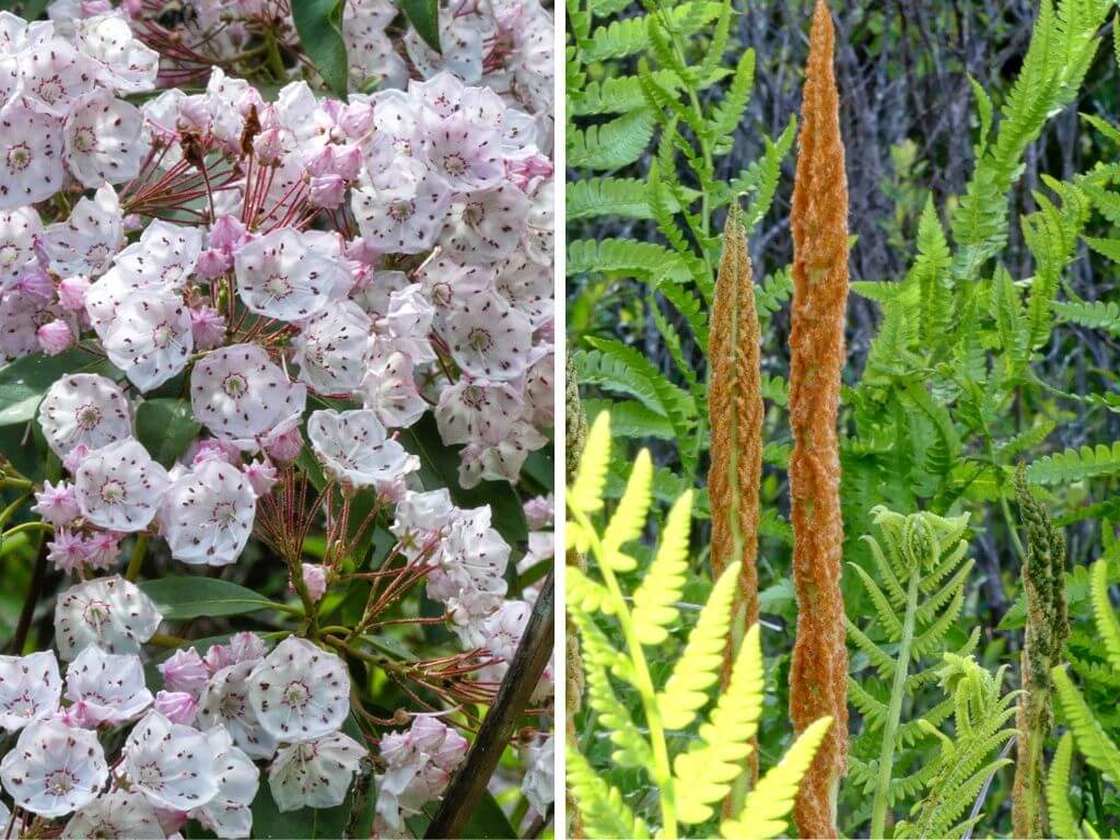 flowering mountain laurels and unfurling ferns.