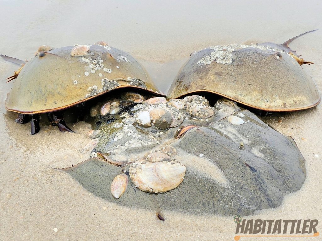horseshoe crabs spawning at Higbee Beach. cape may, new Jersey.