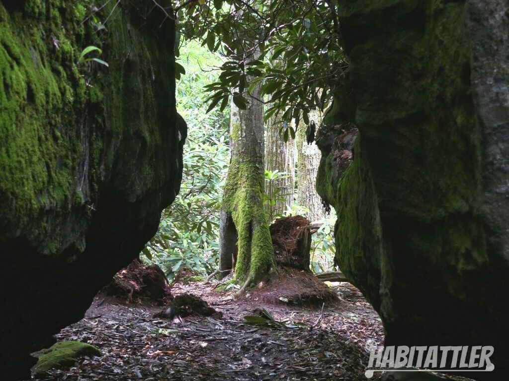 Light shining through a rock crevice to reveal a moss covered tree on the outer perimiter of the maze.