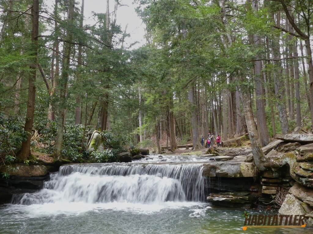 Forward facing view of tolliver falls from its pool.