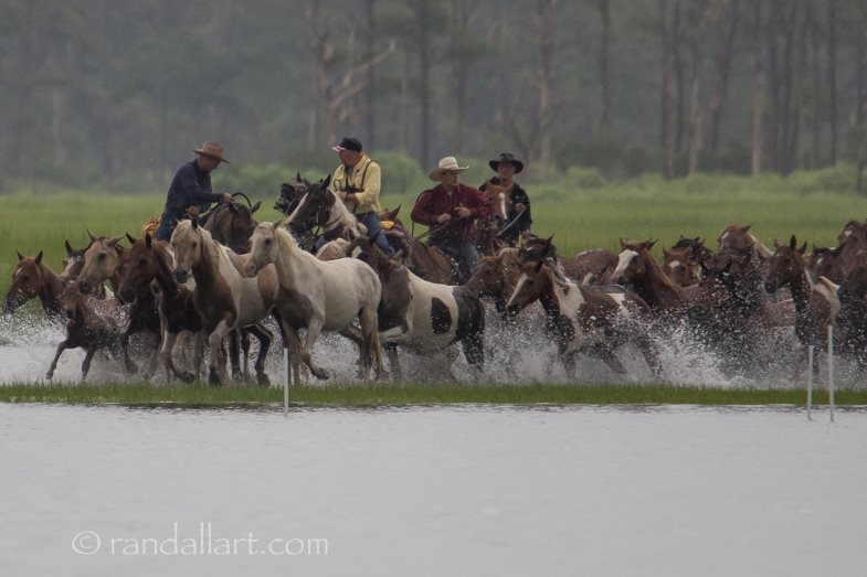 The "Saltwater Cowboys " round up the ponies for the annual Chincoteague Island Pony Swim