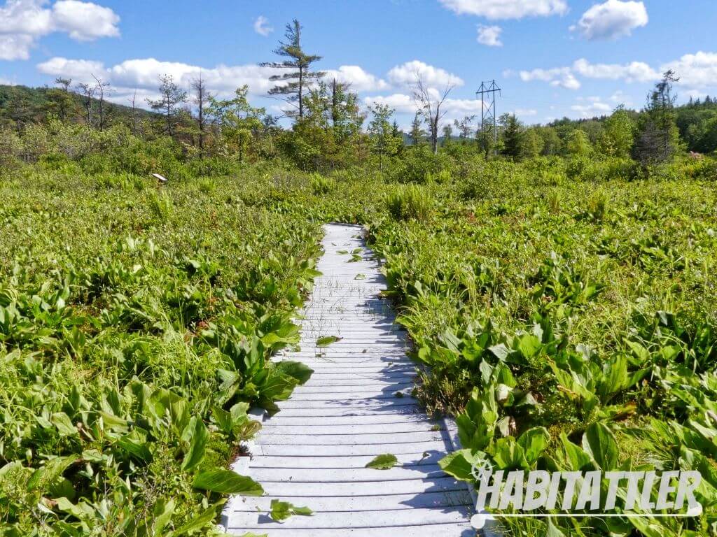 Boardwalk through Cranesville swamp overflowing with green flora in early summer.