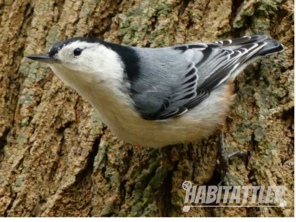 White - breasted nuthatch on a tree trunk at the Cape May Bird Observatory.