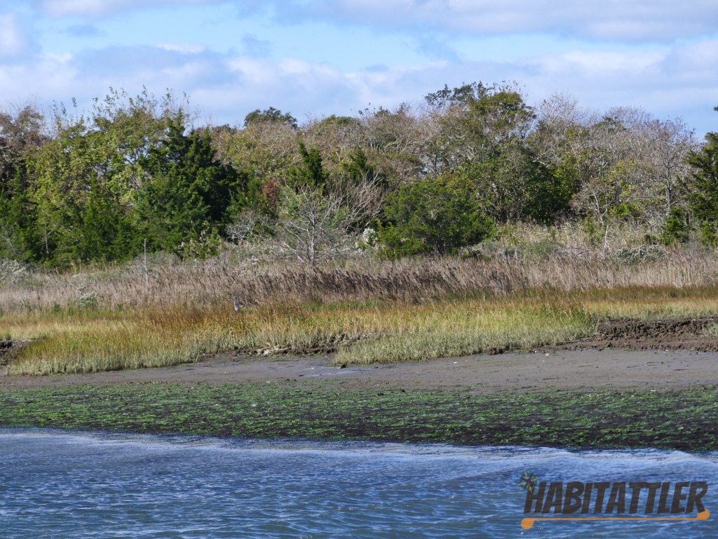 Landscape of cape may back bays.