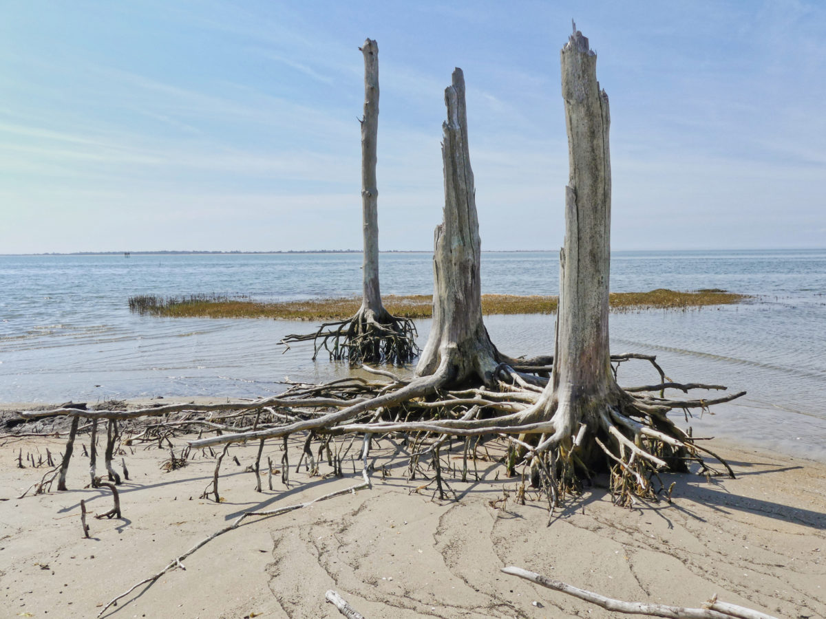 bivalve_3trees1_luminar_habitattler_P1230665