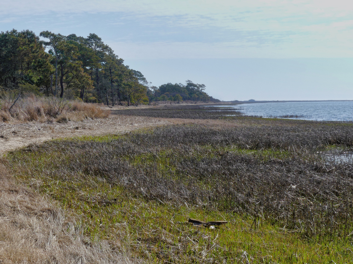 View of grassy salt marsh cove and treeline.