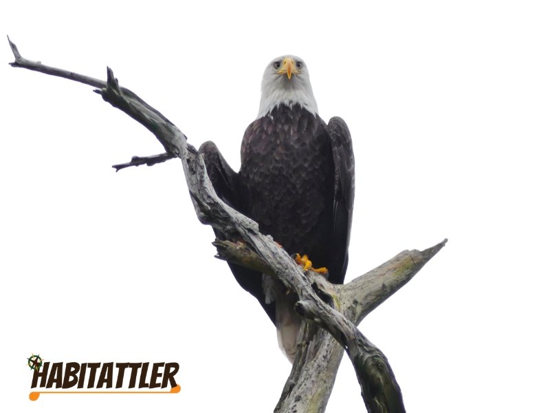 blacwater eagle habitattler lockdown