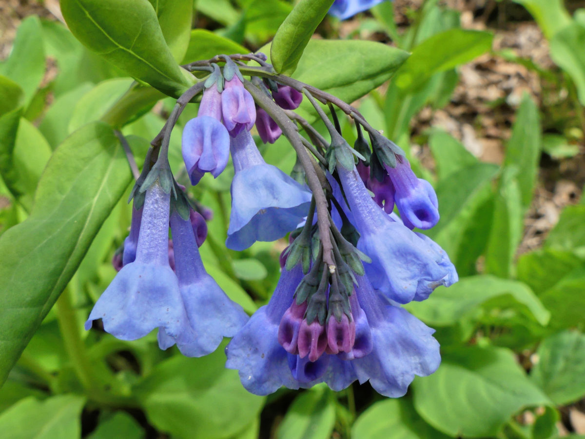 Macro view of the virginia bluebell flower