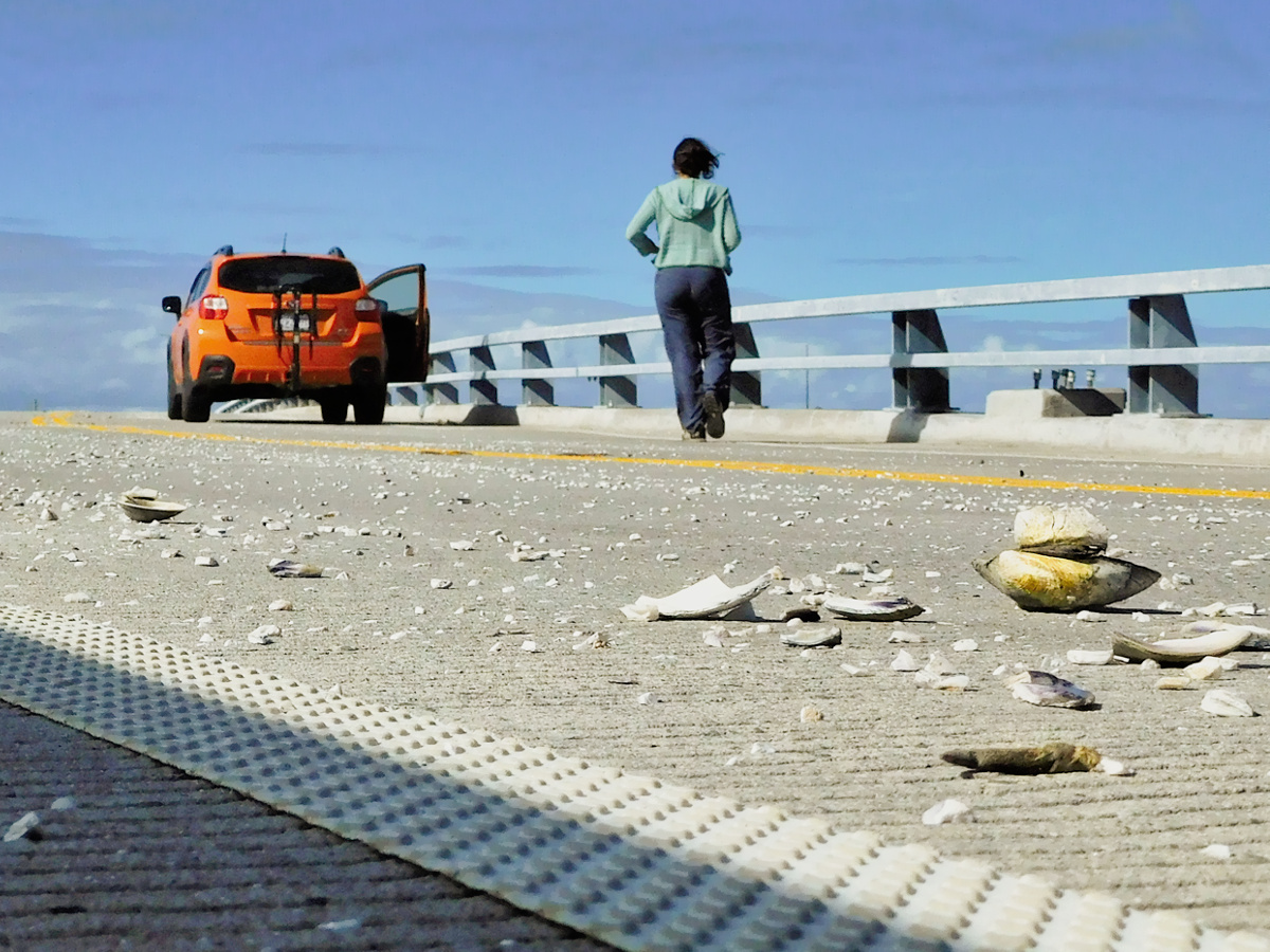 The Bridge into the Town of Chincoteague is littered with shells intentionally dropped by birds to reap the meal within.