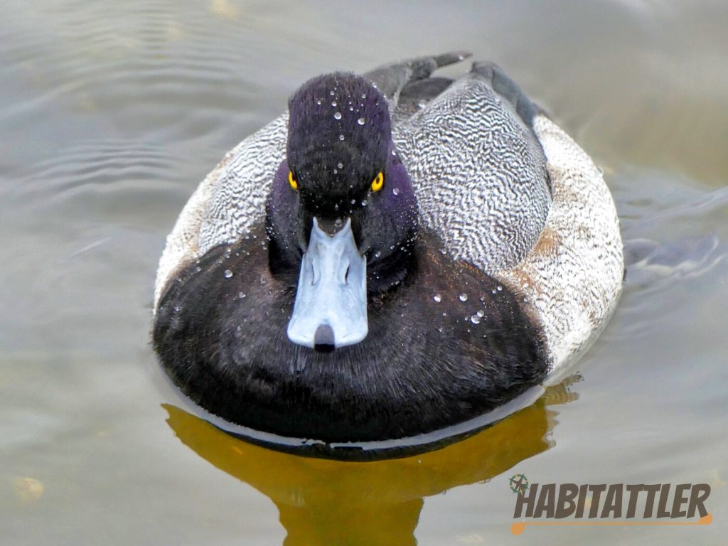 habitattler lesser scaup