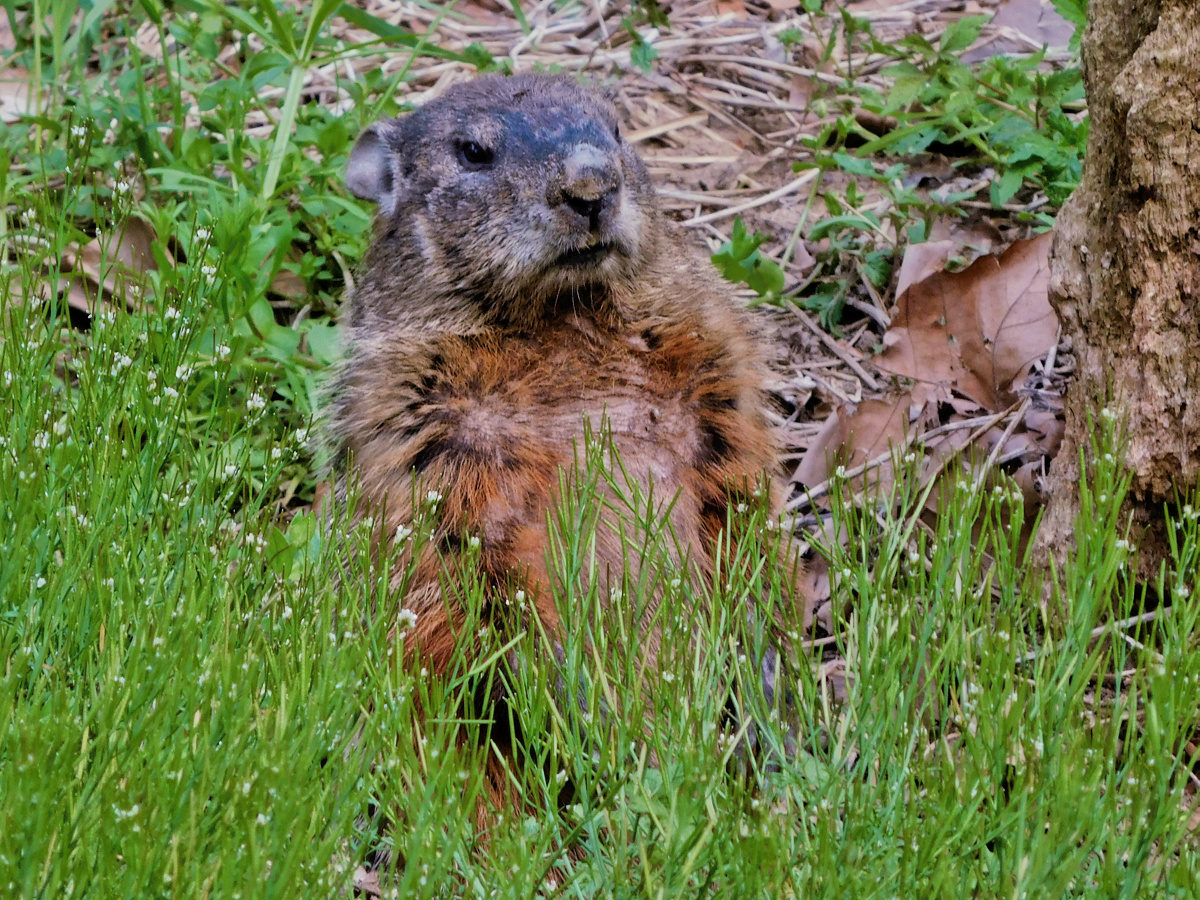 3/4 view of an older groundhog , standing upright, behind grasses, with a scowl like expression.