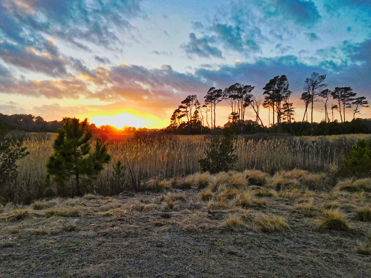 Blazing last throws of sunset with marshland in foreground and silhouette of lob lolly pines at the horizon.