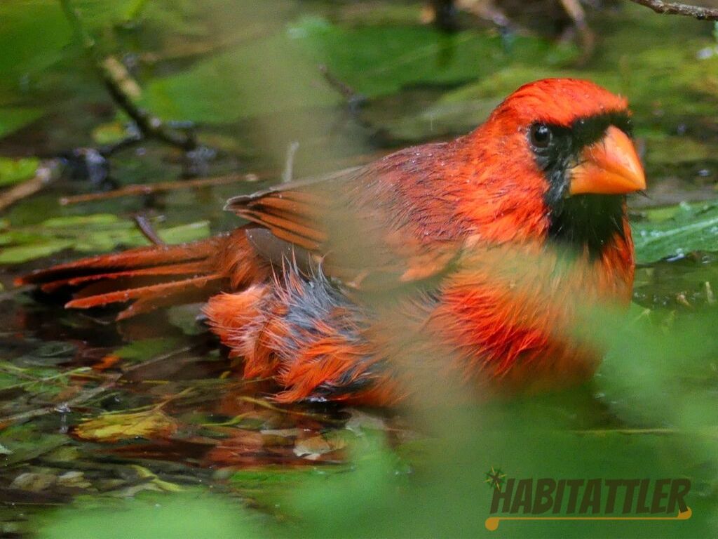 Cardinal bathing at the Cape May Bird Observatory.