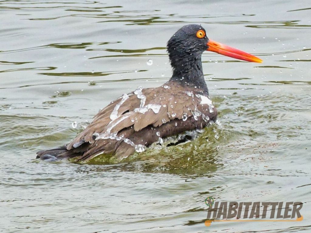 Oyster Catcher bathing in Cape May Point State Park, New Jersey.