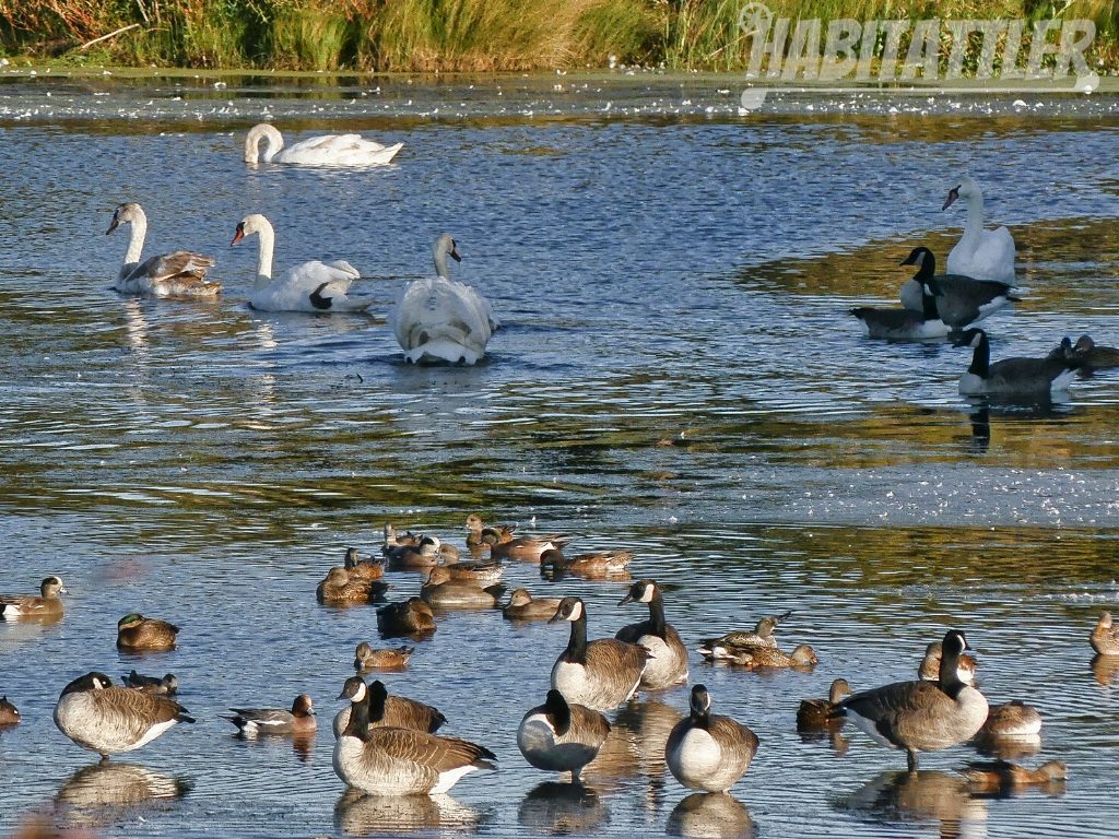 canada Geese, Shovelers, Wigeons and Swans mingling at cape my point State Park