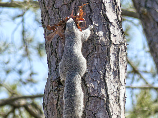 Rear view of delmarva fox squirrel with a large wad of leaves in its mouth.