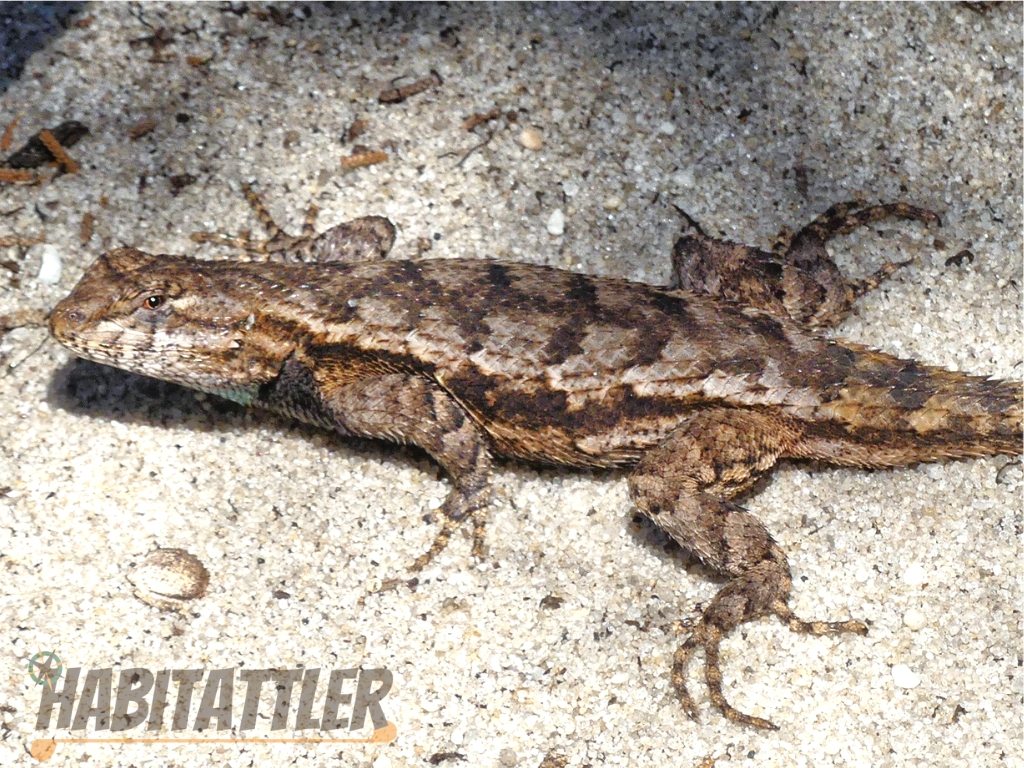eastern fence lizard at Higbee Beach. cape may , New Jersey.