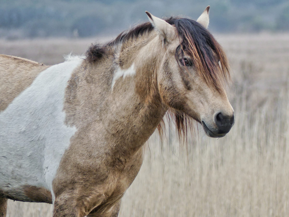 Chincoteague Intrigue Feral Ponies, Birds Galore, Shore to Please and More