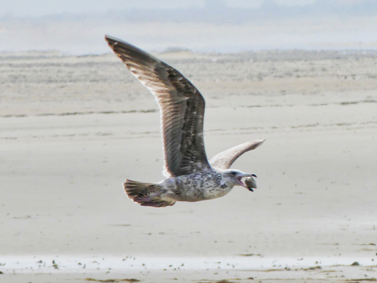 Large seagull in flight over the beach with a calm in its beak.