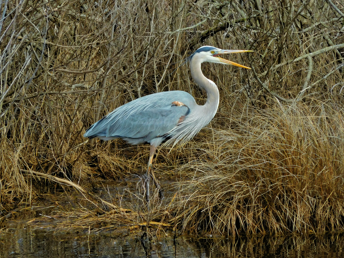 Profile of Great Blue Heron on a grassy mound in a large pool.