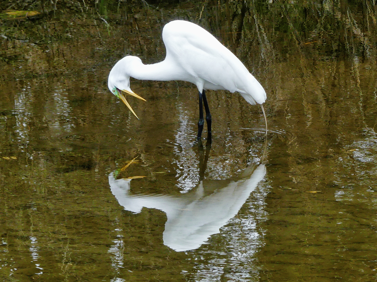 Great Egret with mouth ope appears to be looking at its reflection.