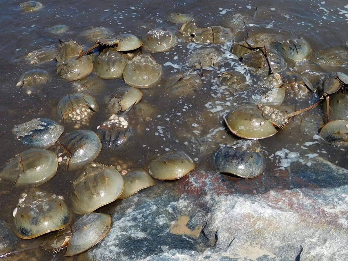Overhead view of large group horseshoe crabs in water near a jetty.