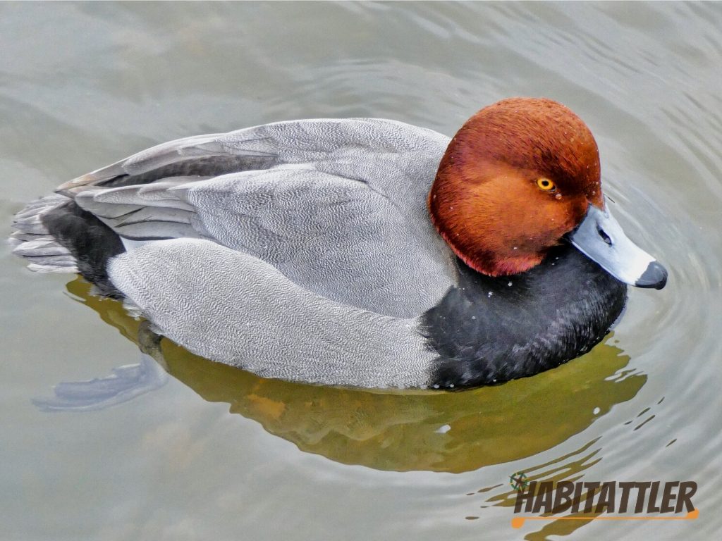 redhead duck form oakley Street Wall, cambridge maryland. Birds, birding,