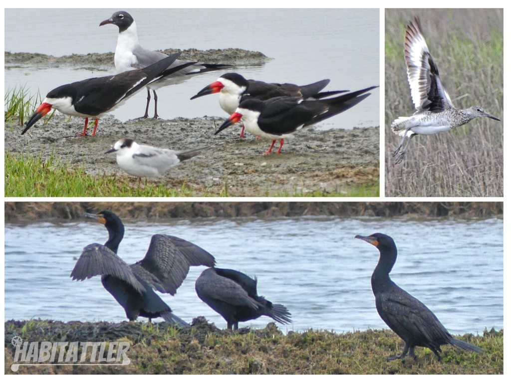 Collage of birds seen on the cruise : laughing gull, plover, black skimmers, willet, cormorants.