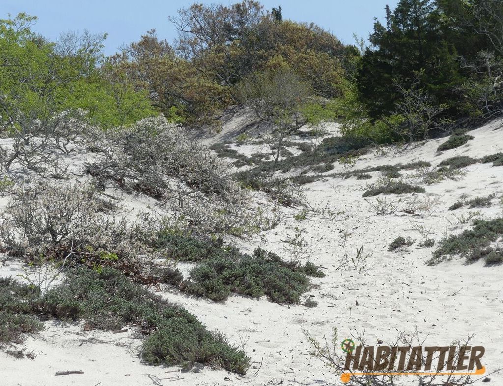 Dune landscape at Higbee Beach. Cape May, New Jersey.