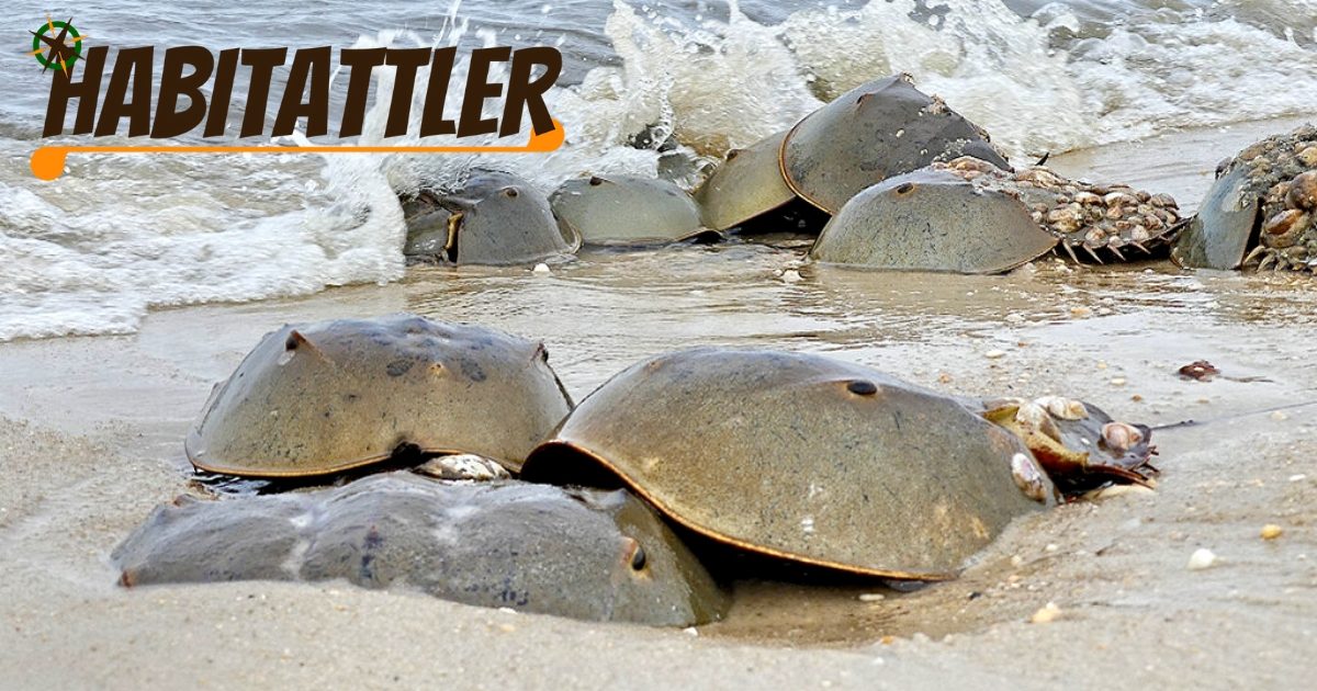 PRIMORDIAL RITUAL HABITATTLER Adventure with horseshoe crabs.