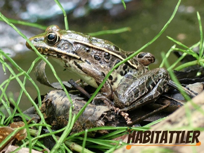 habitattler lockdown blackmarsh trail