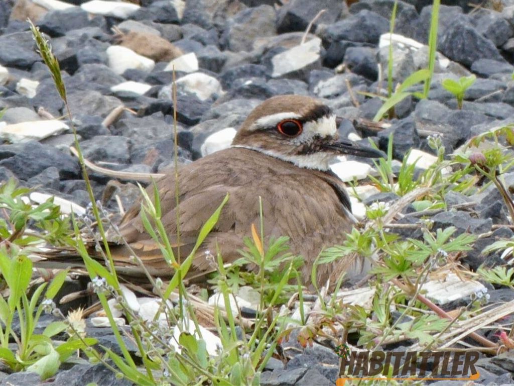 Killdeer nesting in the South Cape May Meadows. Birding, Habitattler.