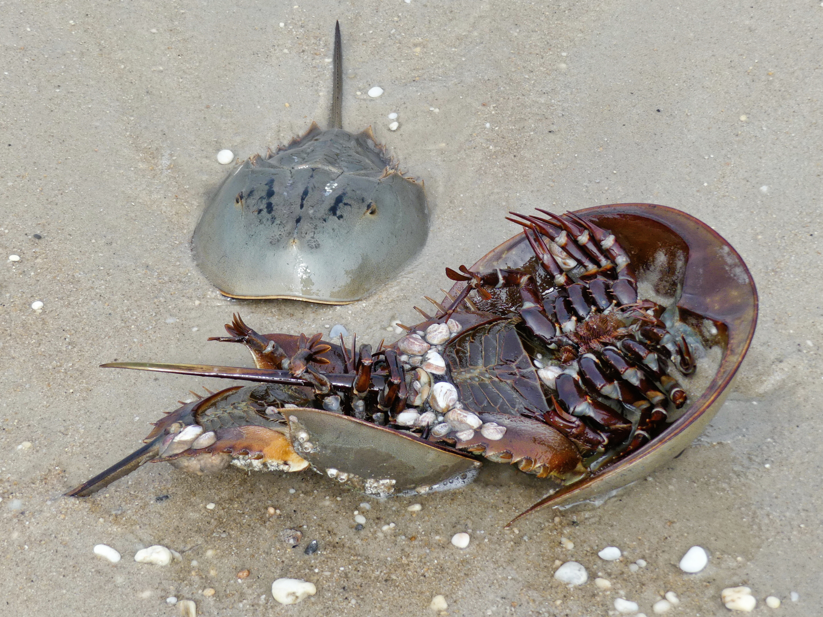 Overturned mating pair of Horseshoe Crabs on a beach with another male approaching.