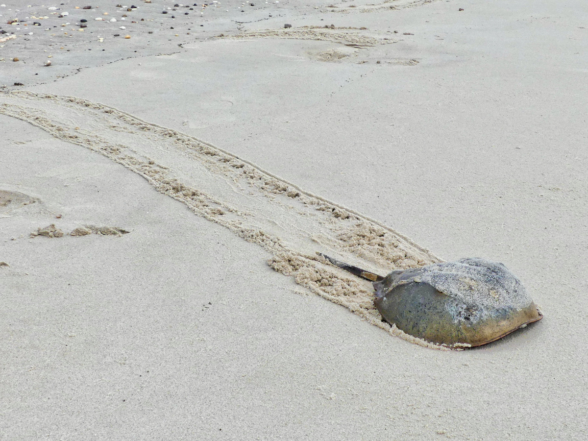 3/4 overhead angle view of a Horseshoe Crab making tow long parallel tracks in the sand as it moves up the shoreline of a beach.