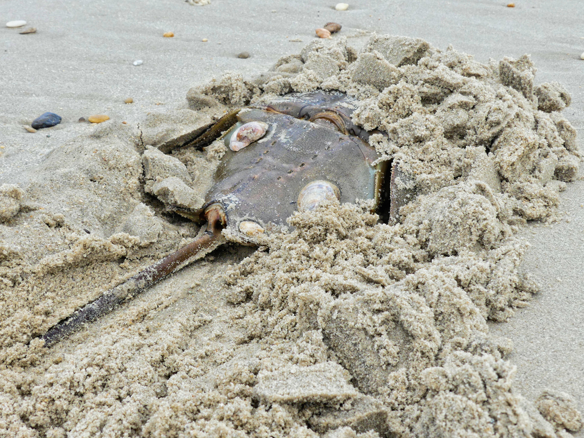 3/4 rear, ground level , facing view of a female Horseshoe crab that has burrowed into the sand.