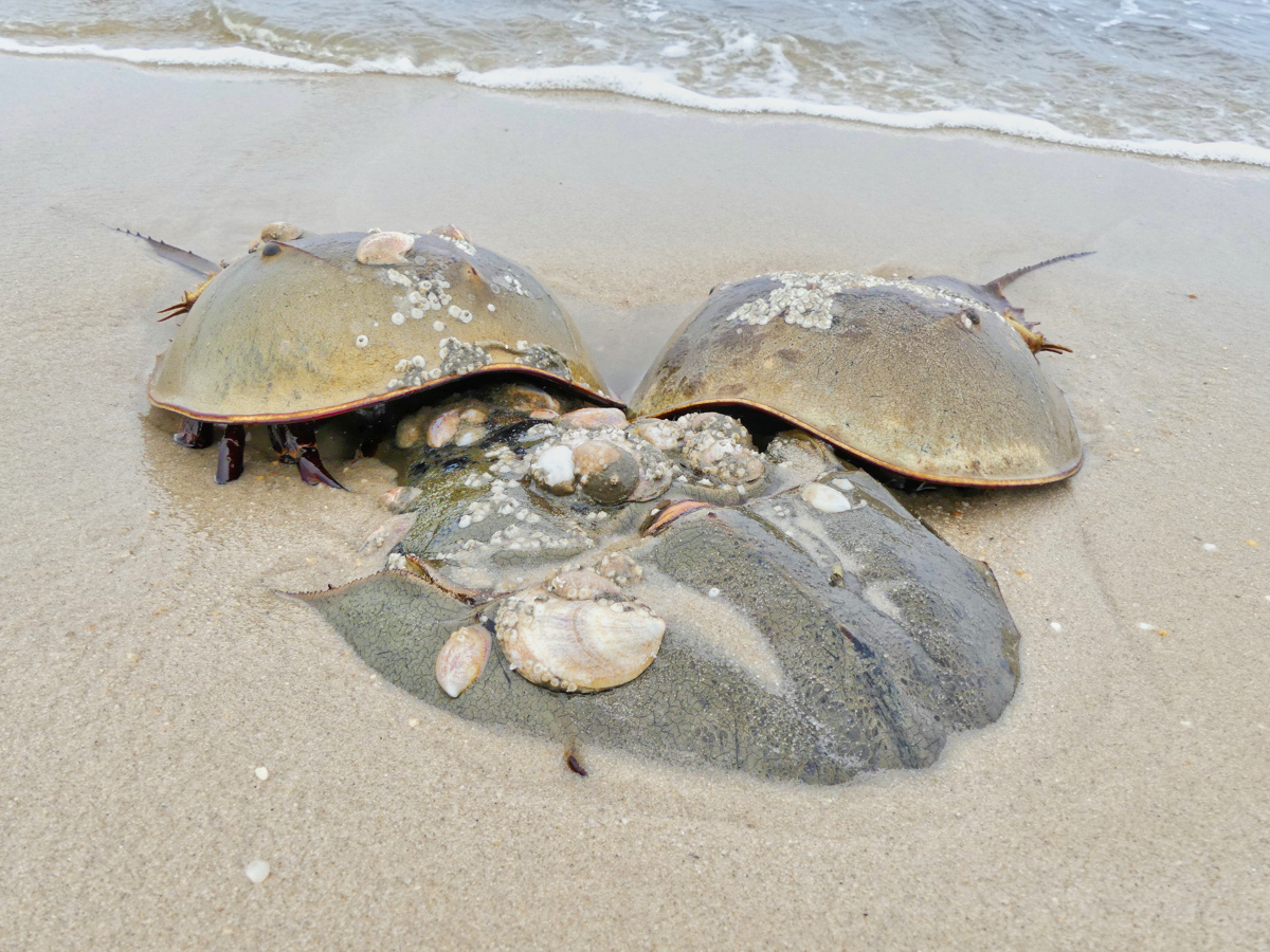 Mating horseshoe crab pair with another male approaching.