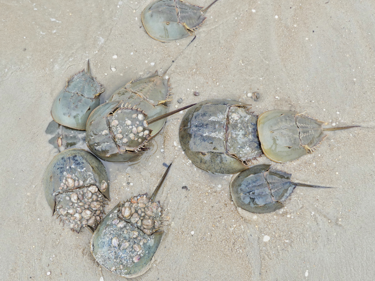 Overhead view of a huddle of Horseshoe Crabs. Several have snail and other shells attached to their carapace. 