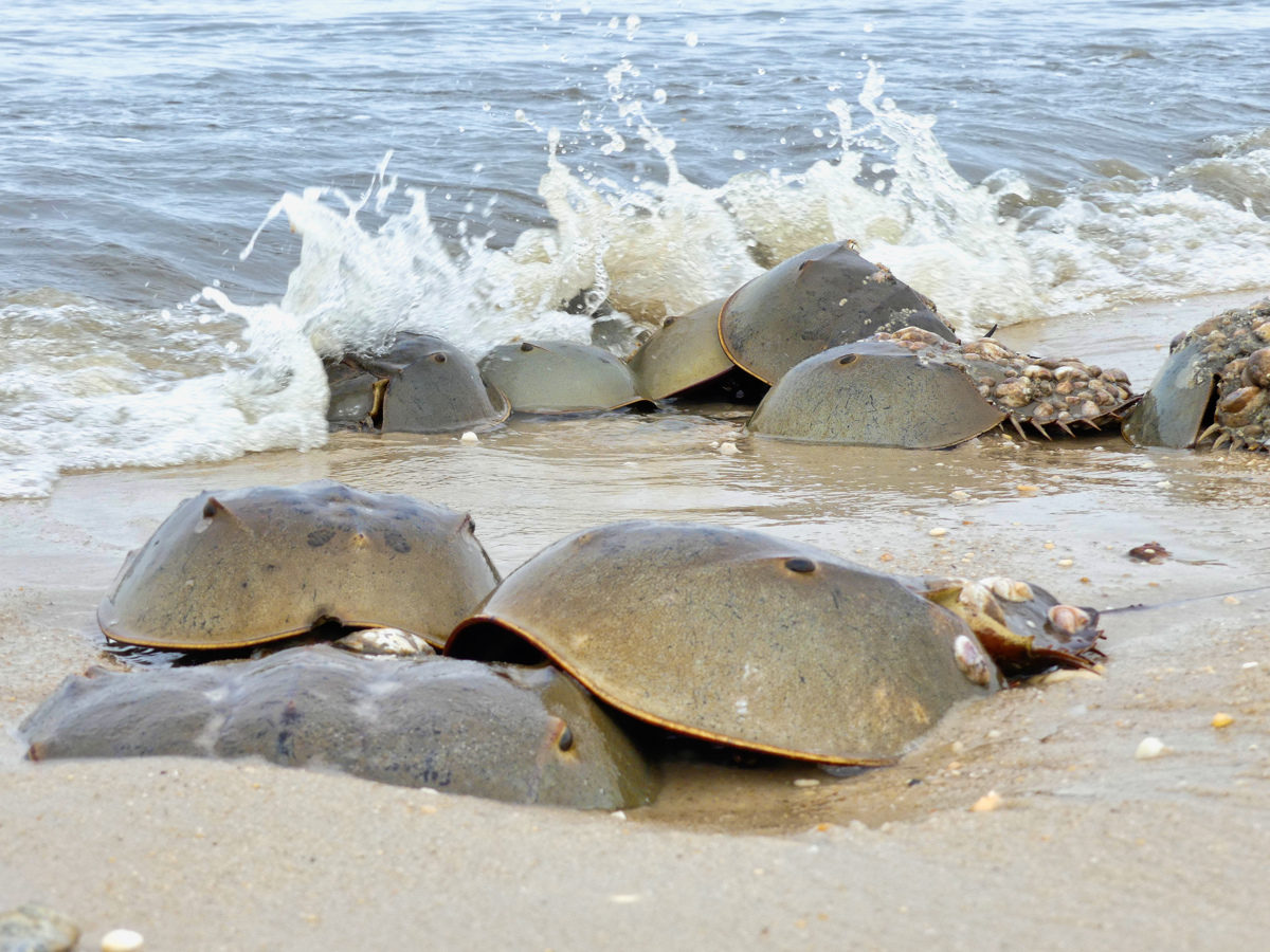 PRIMORDIAL RITUAL  Horseshoe Crabs Struggle and Spawn on the Delaware Bay