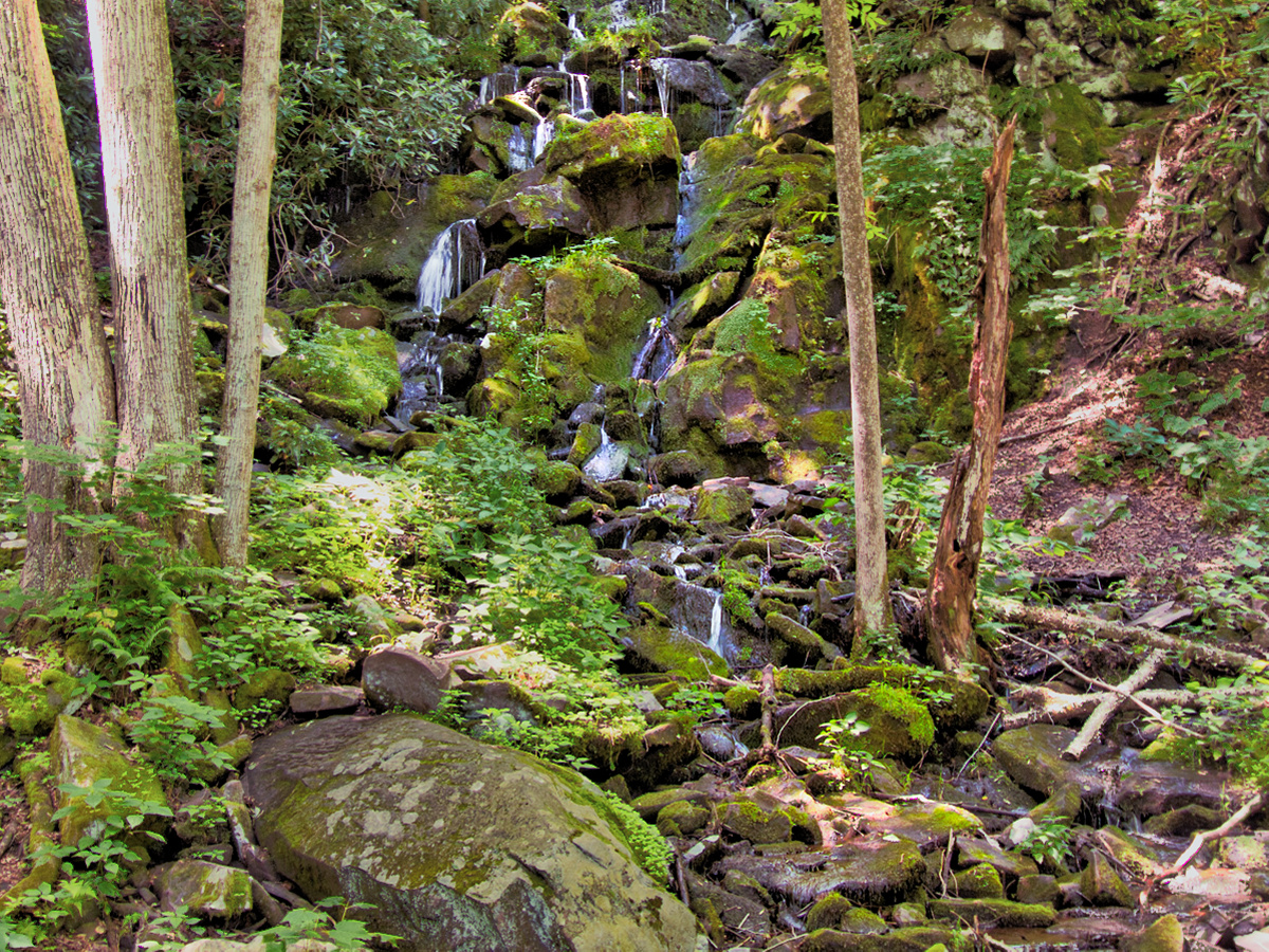 Stream cascading over moss covered rocks climbing a steep river gorge.