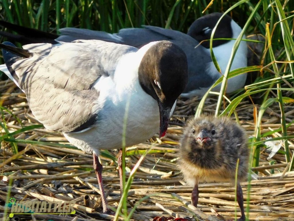 Laughing gull with chick in nesting area. Cape May, New Jersey