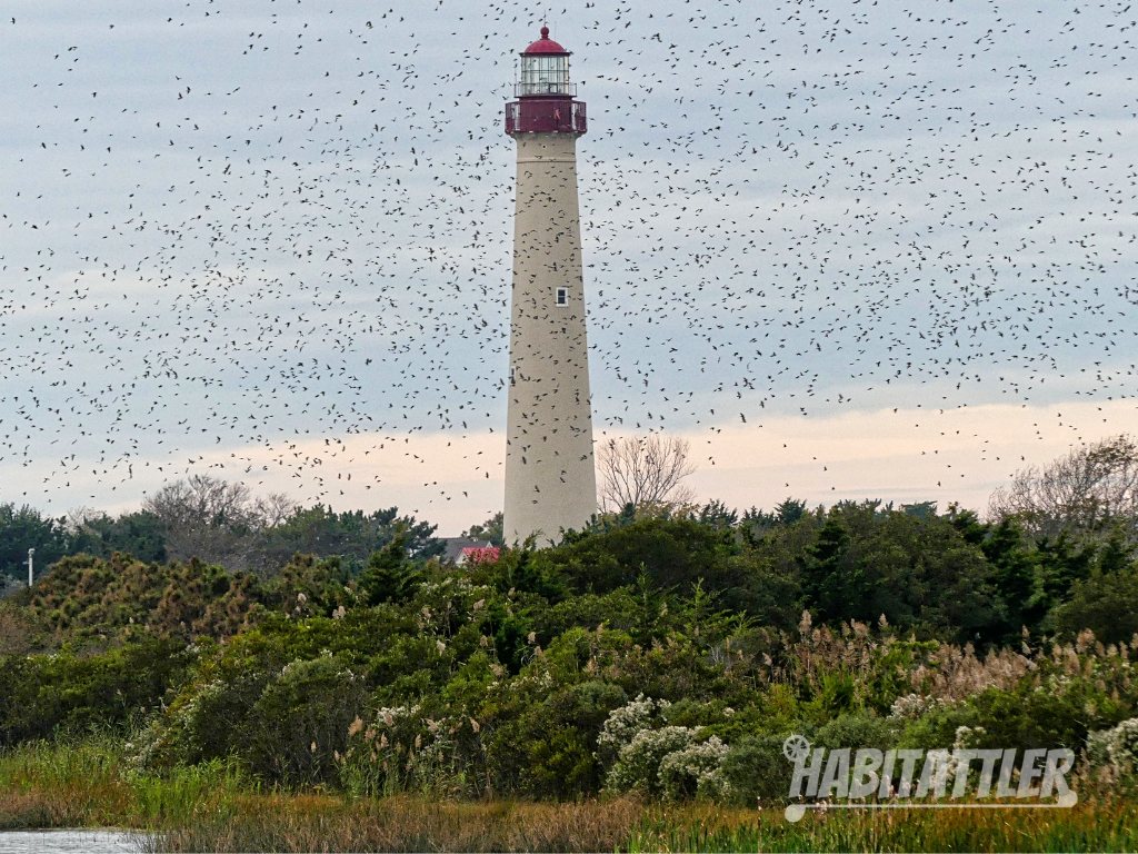 Cape May Lighthouse in distance nearly obscured by a large flight of tree swallows. Cape May , New Jersey.